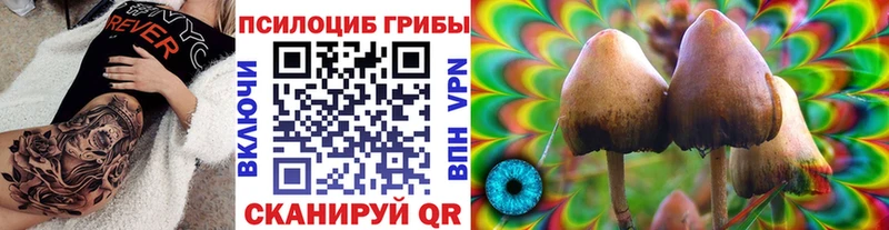Псилоцибиновые грибы Cubensis  блэк спрут сайт  Калининец 
